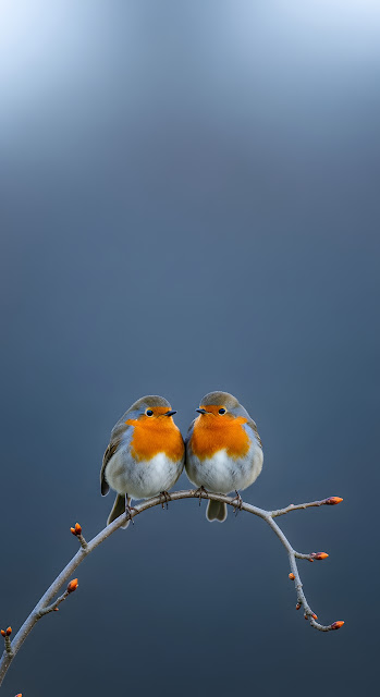 Close-up Photograph of Two Cute European Robins Perched Together on a Small Branch - Free mobile Wallpaper
