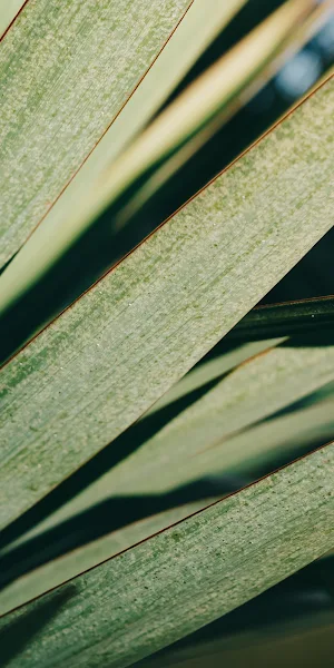 Nature, Photography, Leaves, Minimalism, Lines 4K Wallpaper Background