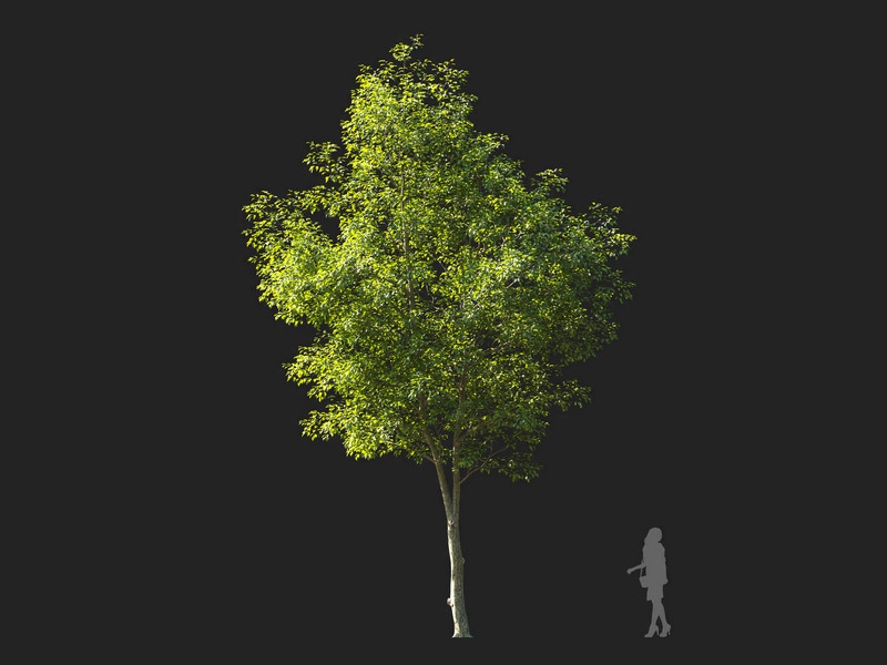 Maxtree - Plant Models Vol.114