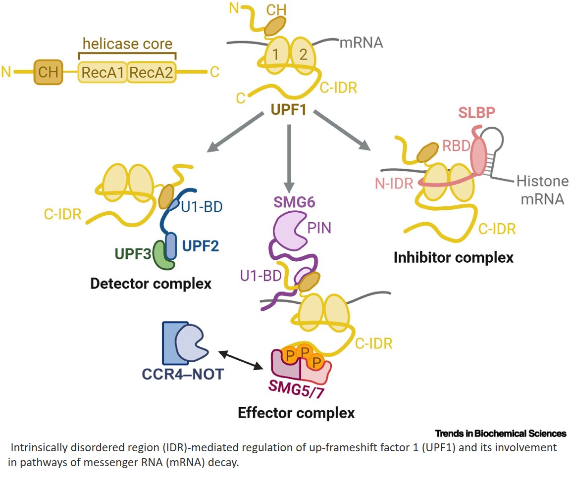 mRNA decay pathways are linked to intrinsically disordered regions of RNA binding proteins