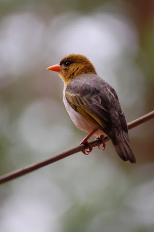 Bird Picture