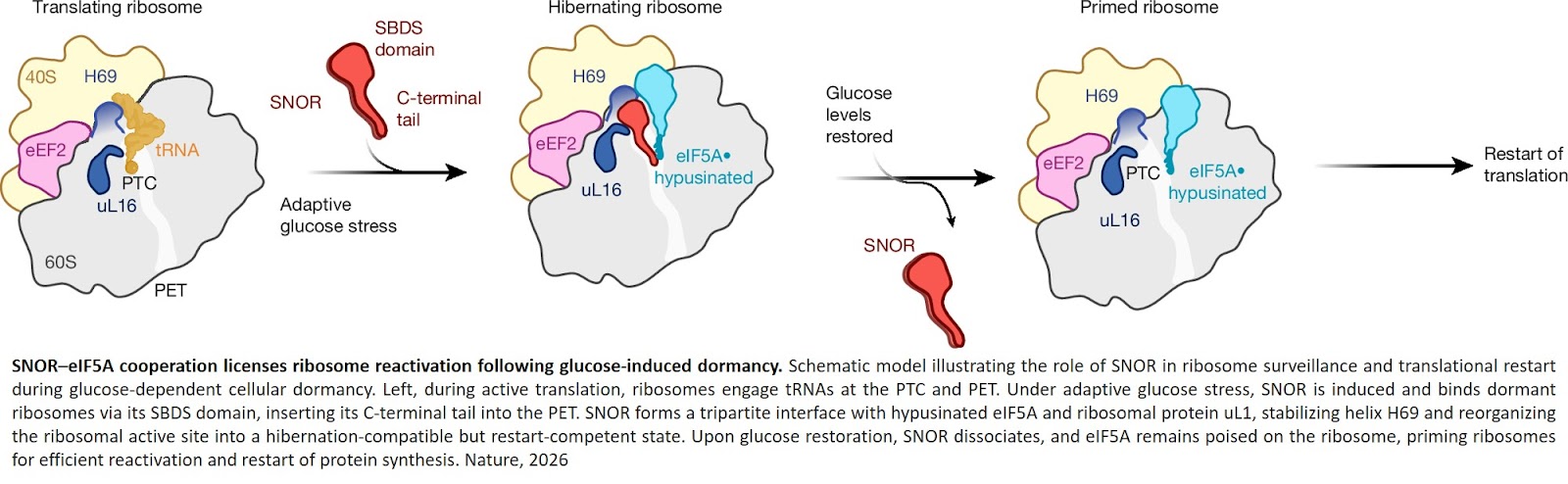 SNOR promotes translation restart after dormancy