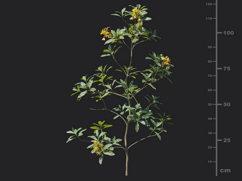 Maxtree - Plant Models Vol.129