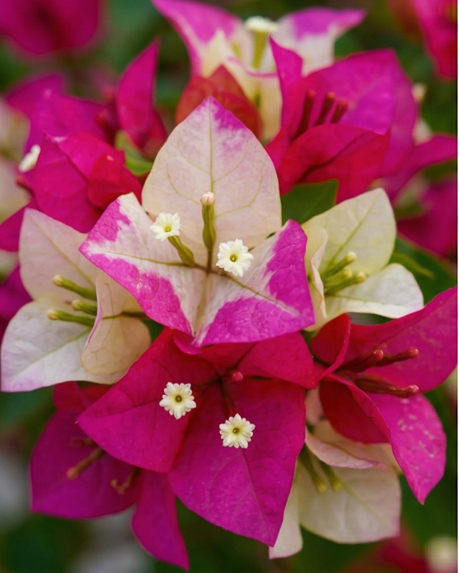 Imported 3 Star Bougainvillea Plant — view 3