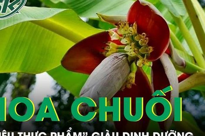 Hoa chuối giúp giảm mỡ máu, ổn định đường huyết và tốt cho hệ tiêu hóa - Báo Sức Khỏe &amp; Đời Sống