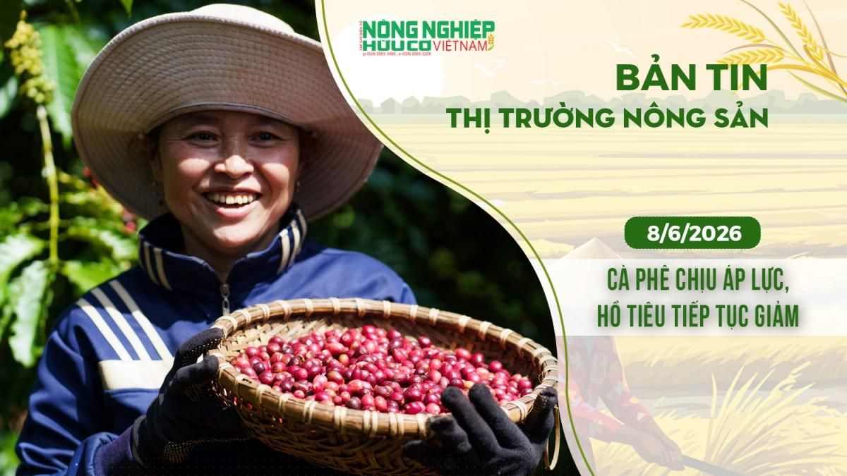 Thị trường nông sản 8/6/2026: Cà phê chịu áp lực, hồ tiêu tiếp tục giảm - Nông nghiệp Hữu cơ Việt Nam