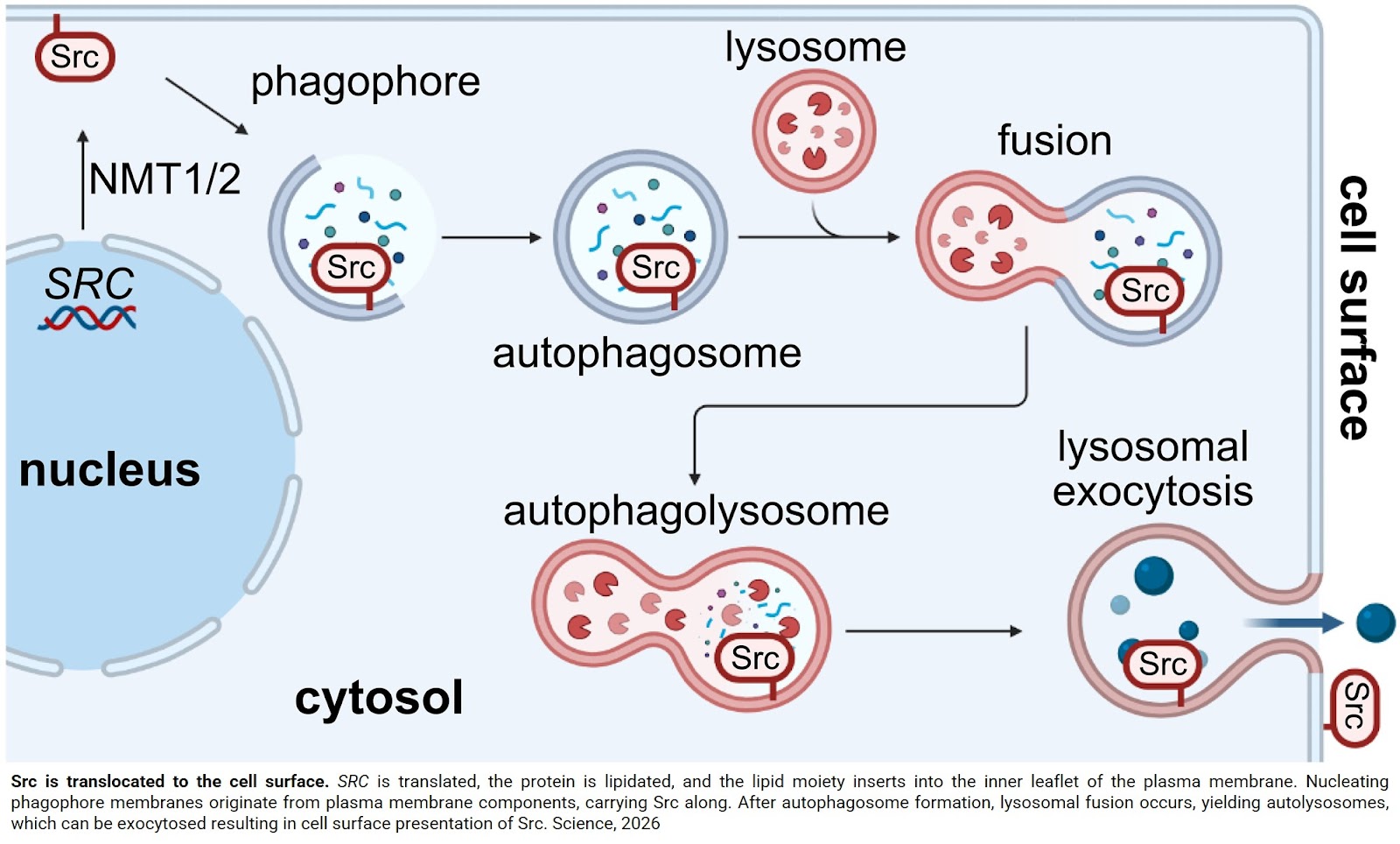 Src kinase on the cell surface in cancer