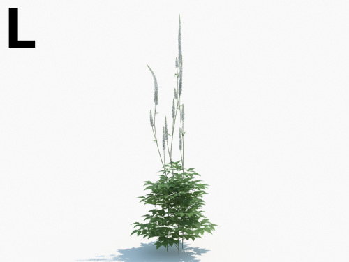 Maxtree - Plant Models Vol.3