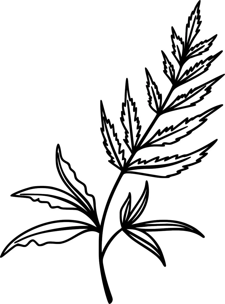 Line art of a delicate wildflower sprig, featuring a single stem with fern-like serrated leaves at the top and smoother leaves at the base, designed as a free SVG cut file.