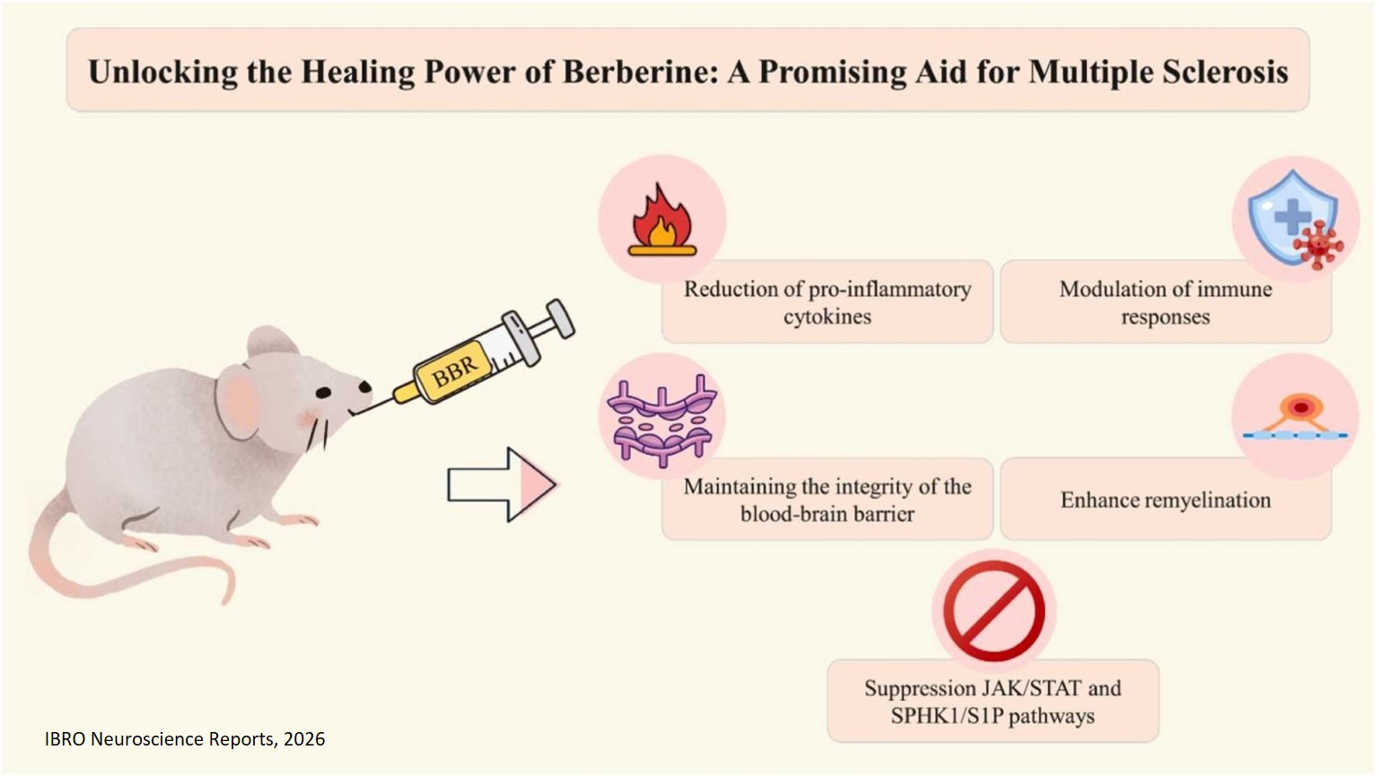 Unlocking the healing power of Berberine: A promising aid for multiple sclerosis