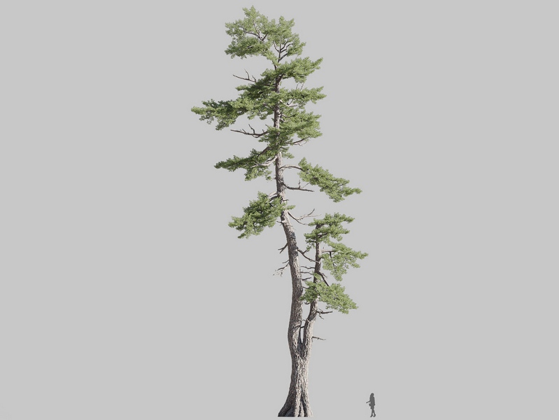 Maxtree - Plant Models Vol.126