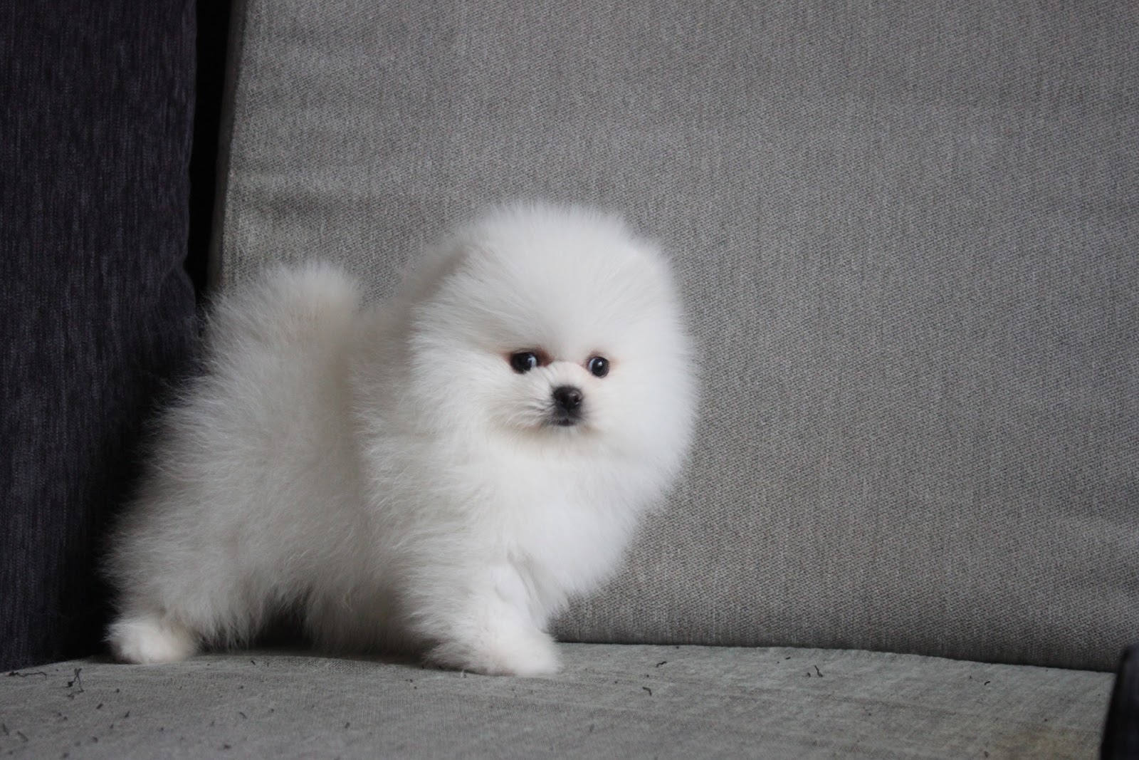 12/11出生 高端優質迷你爆毛松鼠白博美妹妹