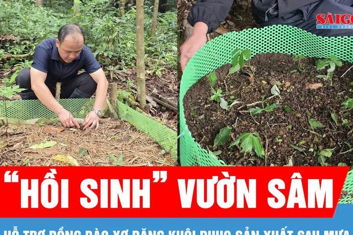 Hỗ trợ đồng bào Xơ Đăng 'hồi sinh' vườn sâm sau mưa đá - Báo Sài Gòn Giải Phóng