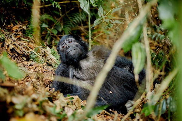 Bwindi frame 17