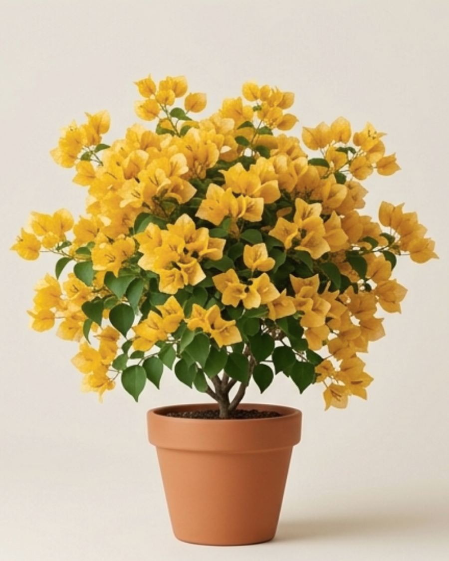 Imported Moonlight Yellow Bougainvillea Plant — view 4