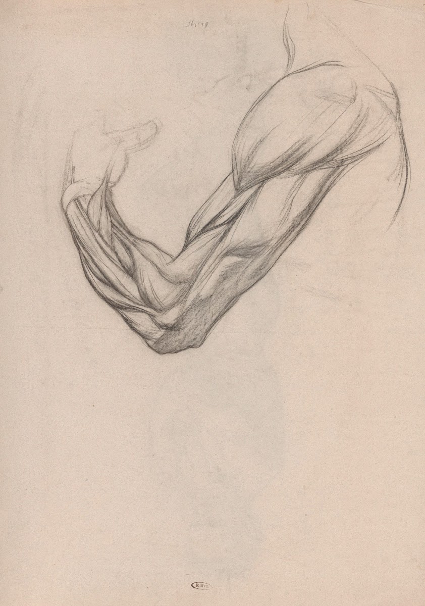 Anatomische studie van de spieren van een rechterarm 1874   1925