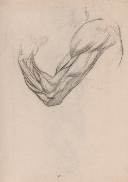 Anatomische studie van de spieren van een rechterarm 1874   1925