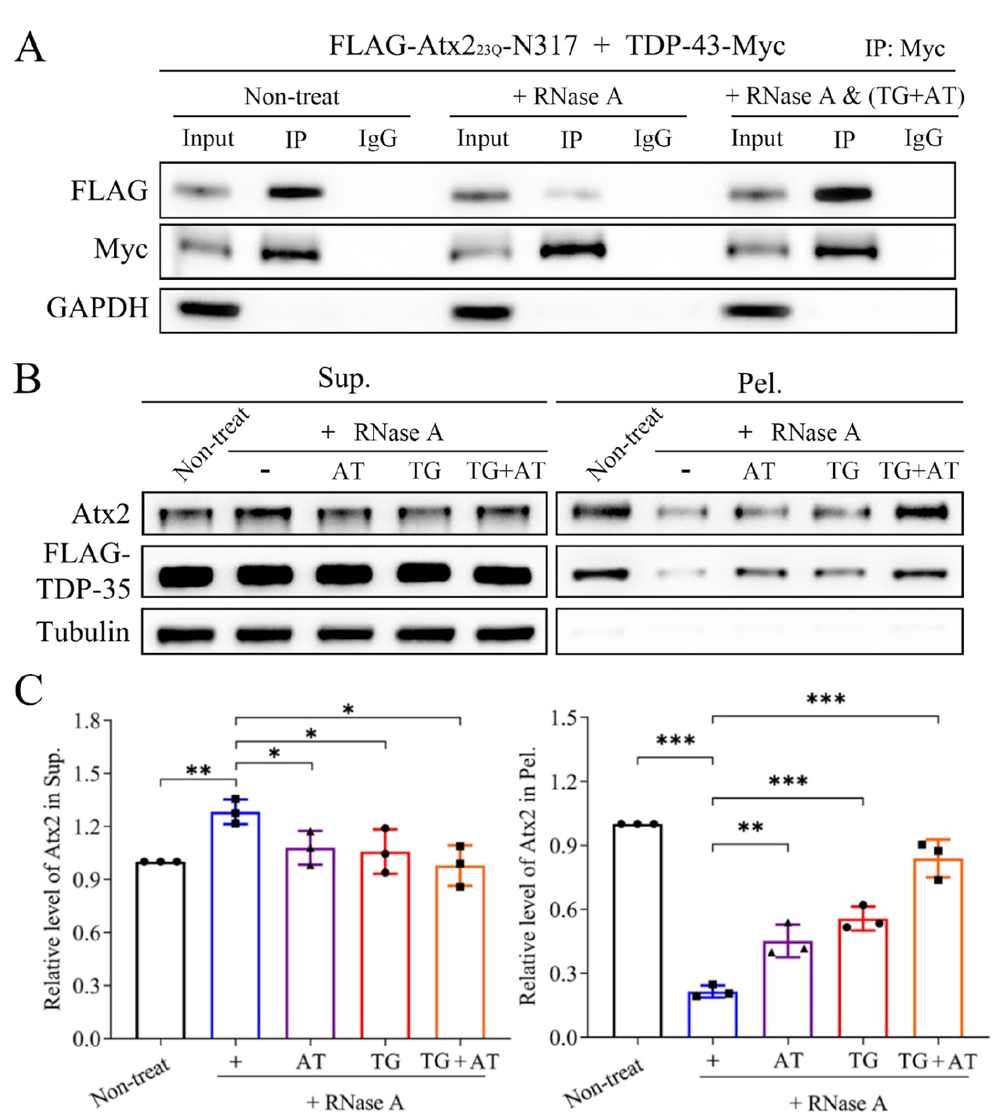 Characterization of the association and sequestration of RNA-binding proteins by single-stranded DNA chimera