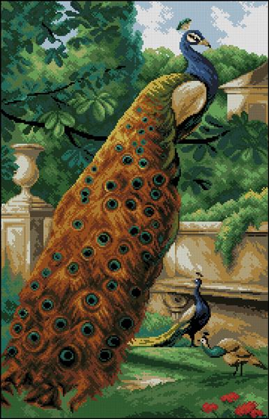CMP 4735 Peacock
