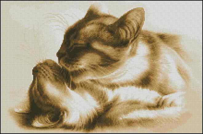 CMP 280226 Feline Tenderness