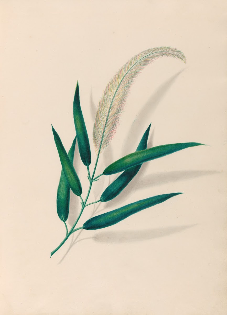 Drawings of tropical flowers and fruits from South America Pl20 1830