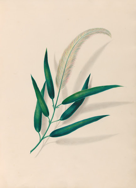 Drawings of tropical flowers and fruits from South America Pl20 1830