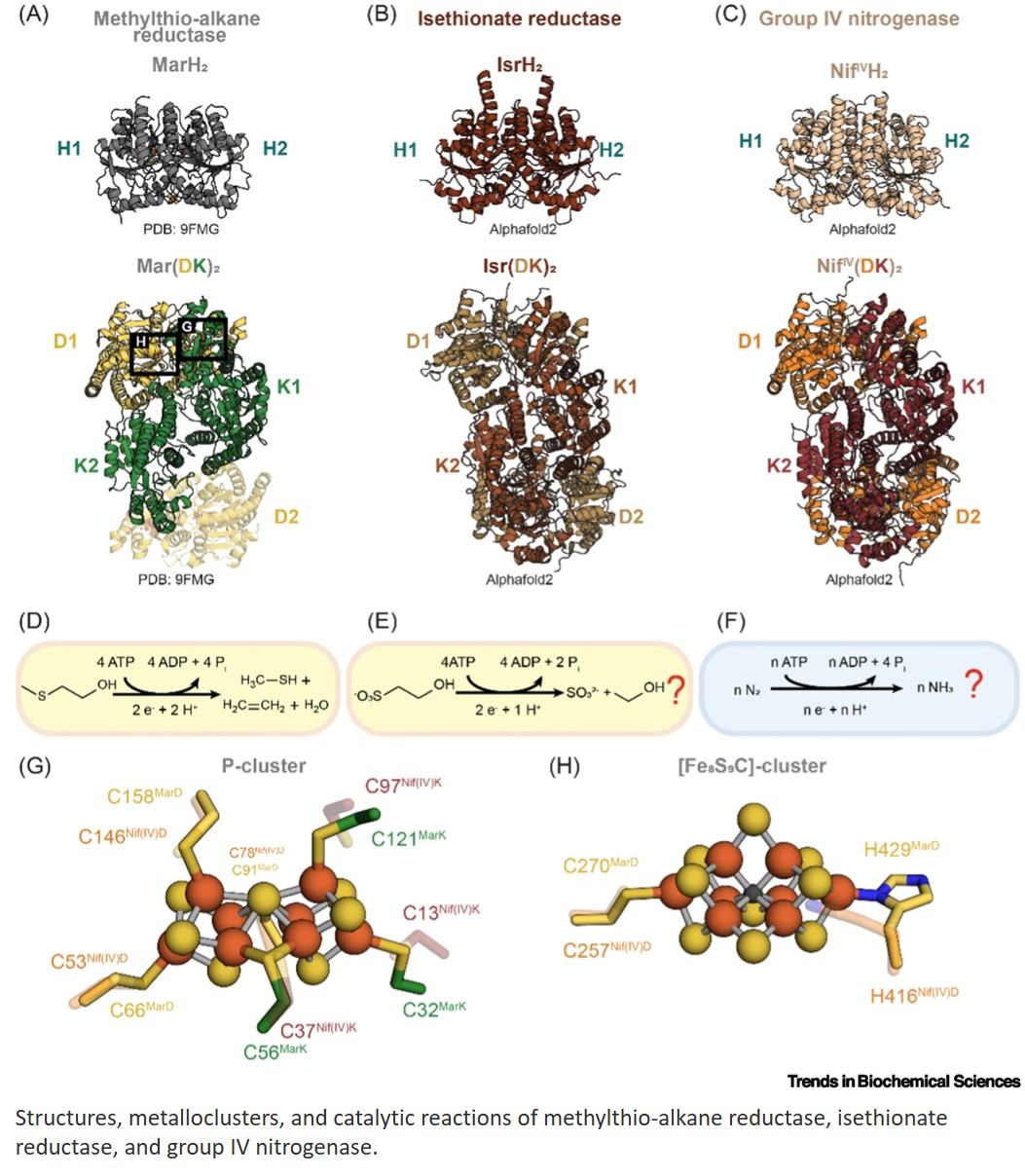 Functional insights into the nitrogenase-like enzyme superfamily