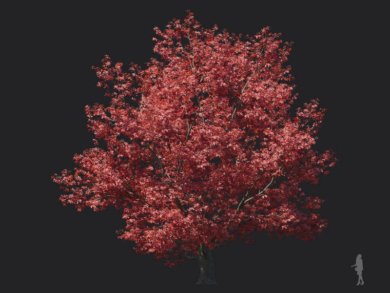 Maxtree - Plant Models Vol.116