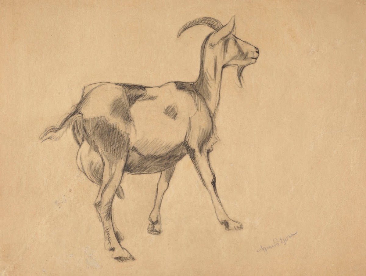 Goat 1897