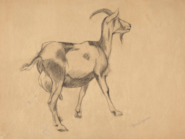 Goat 1897