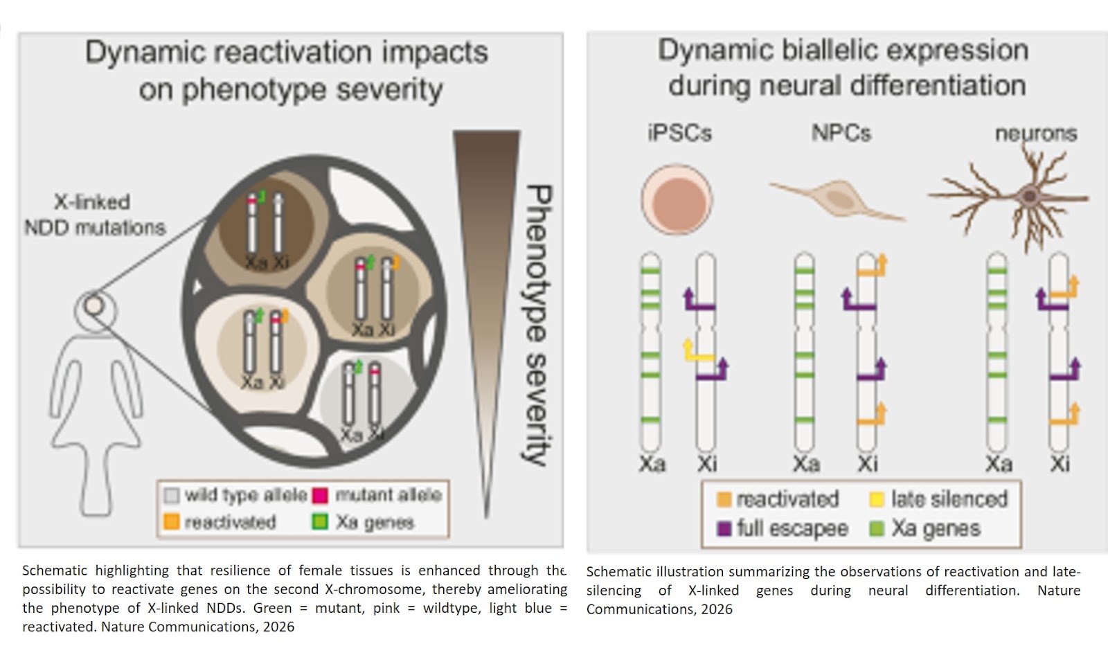 Dynamic allele usage of X-linked genes ameliorates neurodevelopmental disease phenotypes in brain organoids