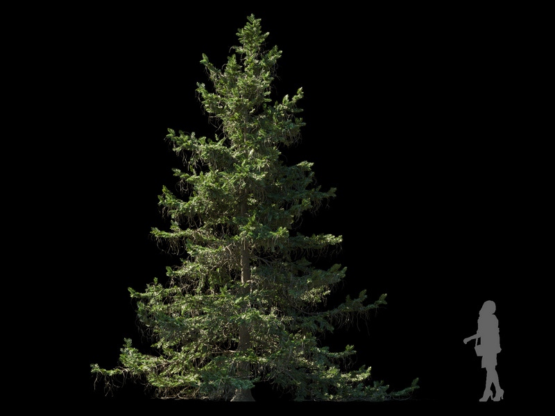 Maxtree - Plant Models Vol.120