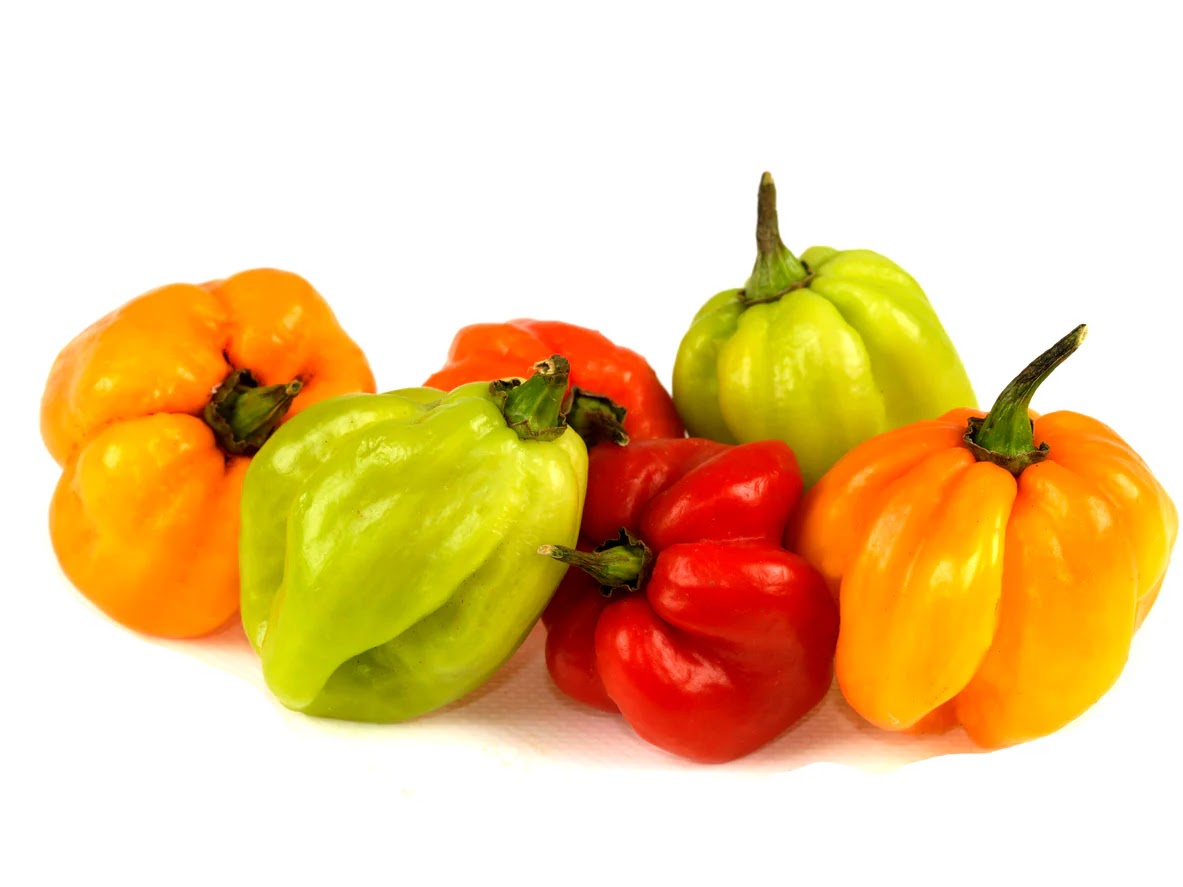 SCOTCH BONNET - SPANISH
