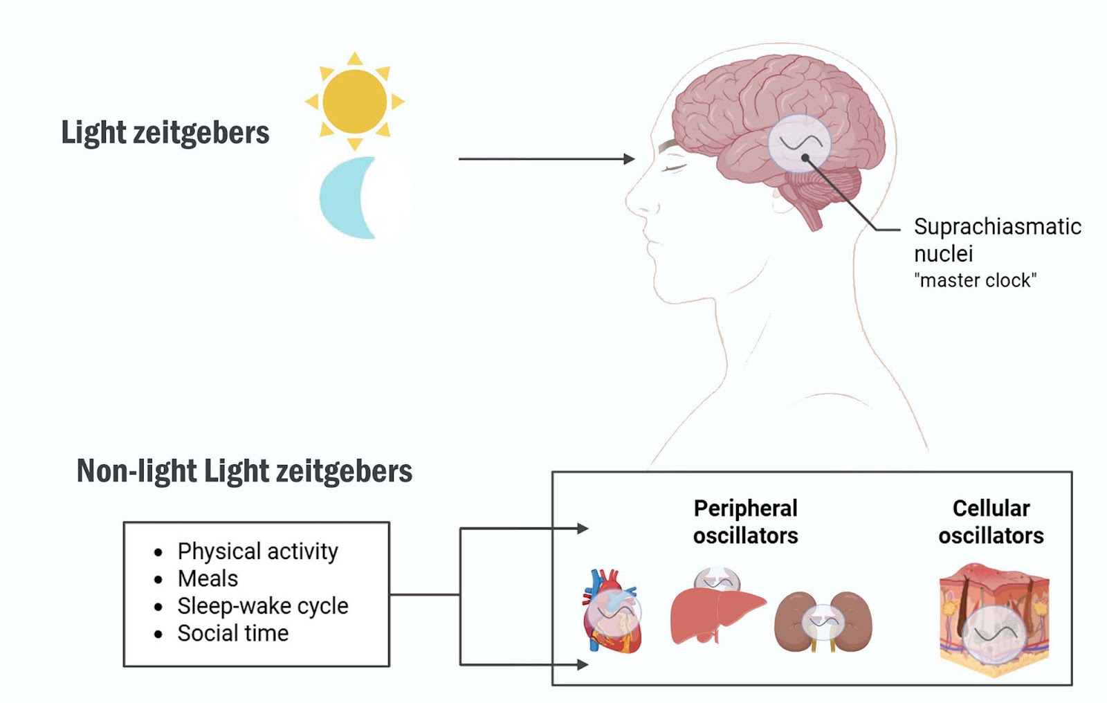 A review of the circadian regulation of stem cells: harnessing the internal body clock for enhanced regenerative therapies