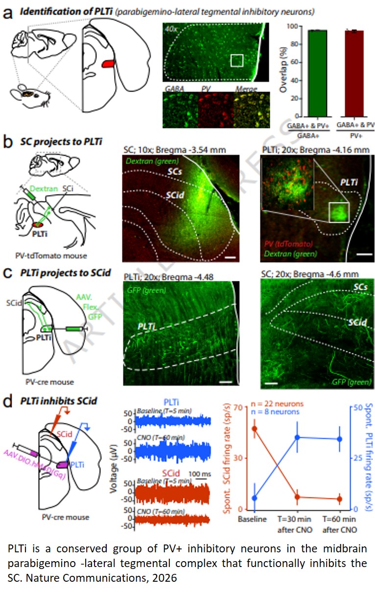Evolutionarily old brainstem neurons are required for the control of selective spatial attention
