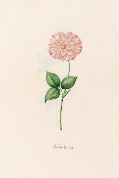 Geftambte rose 1692