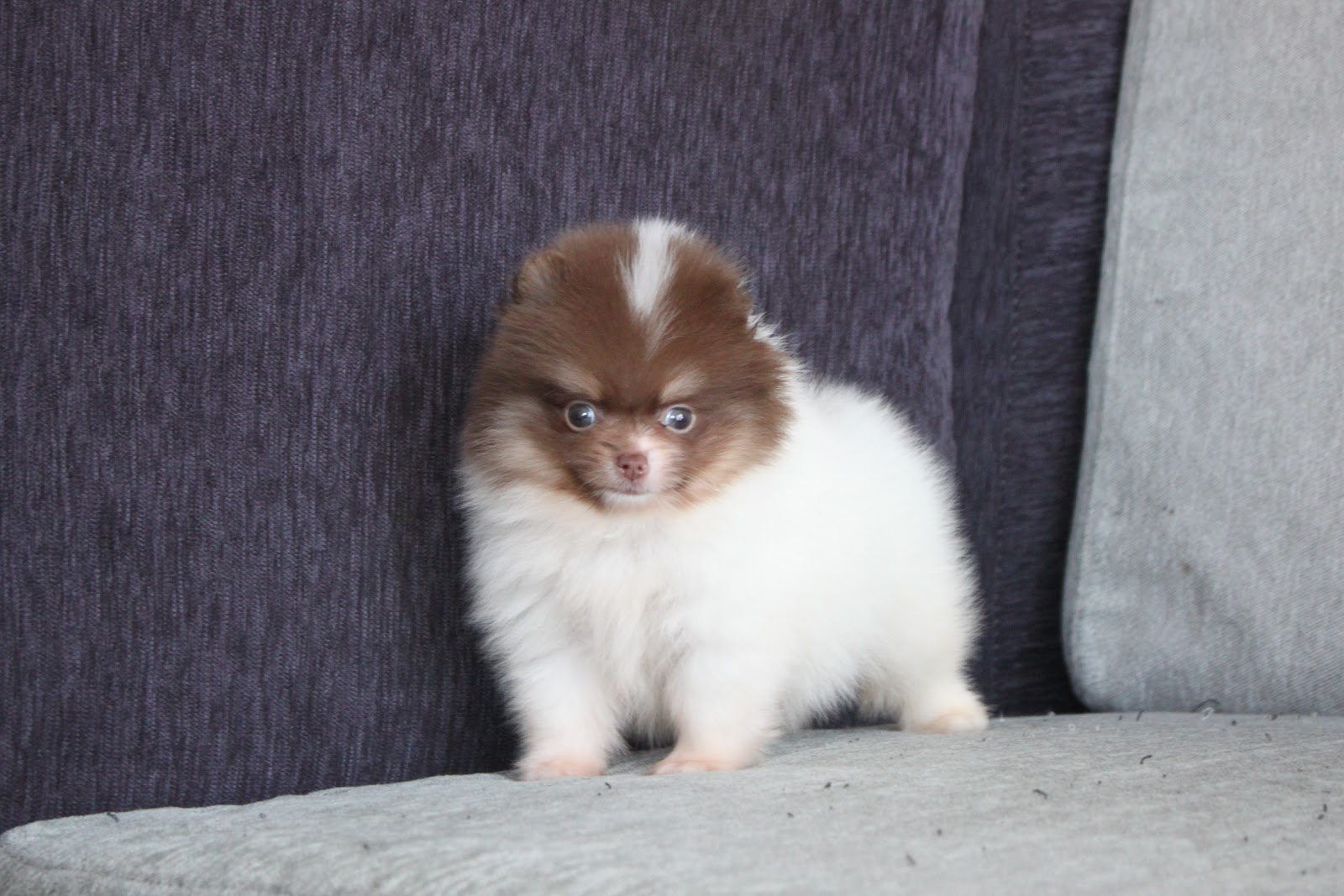 1/10出生 高端優質迷你松鼠博美巧克力白花弟弟