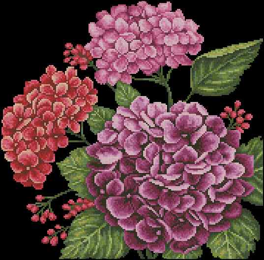 CMP 170222 Hydrangea