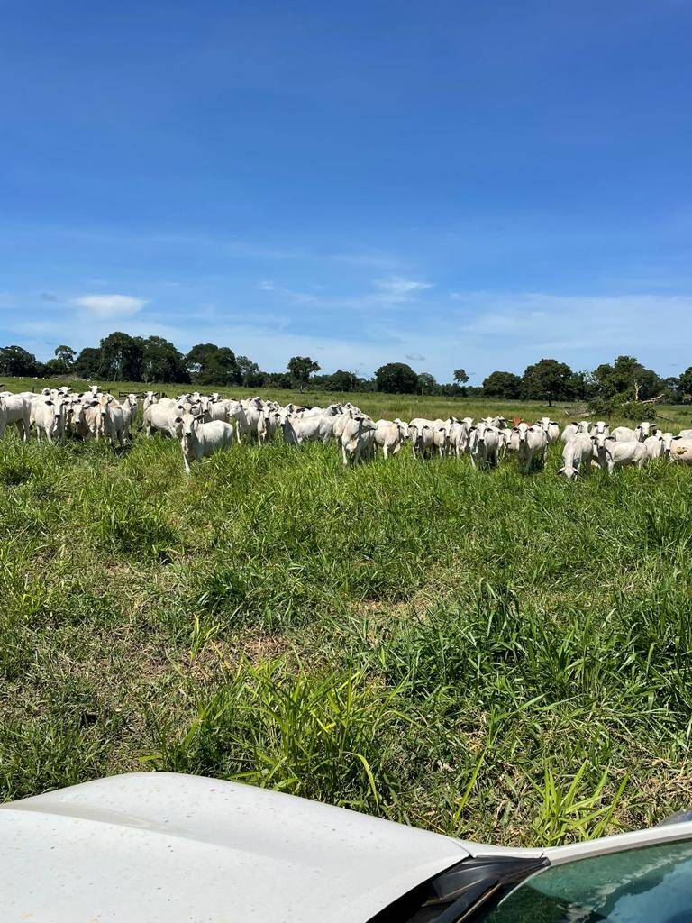 Fazenda no Município de Cocalinho - MT 8