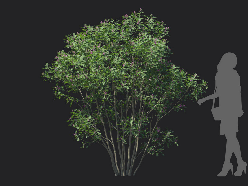 Maxtree - Plant Models Vol.129