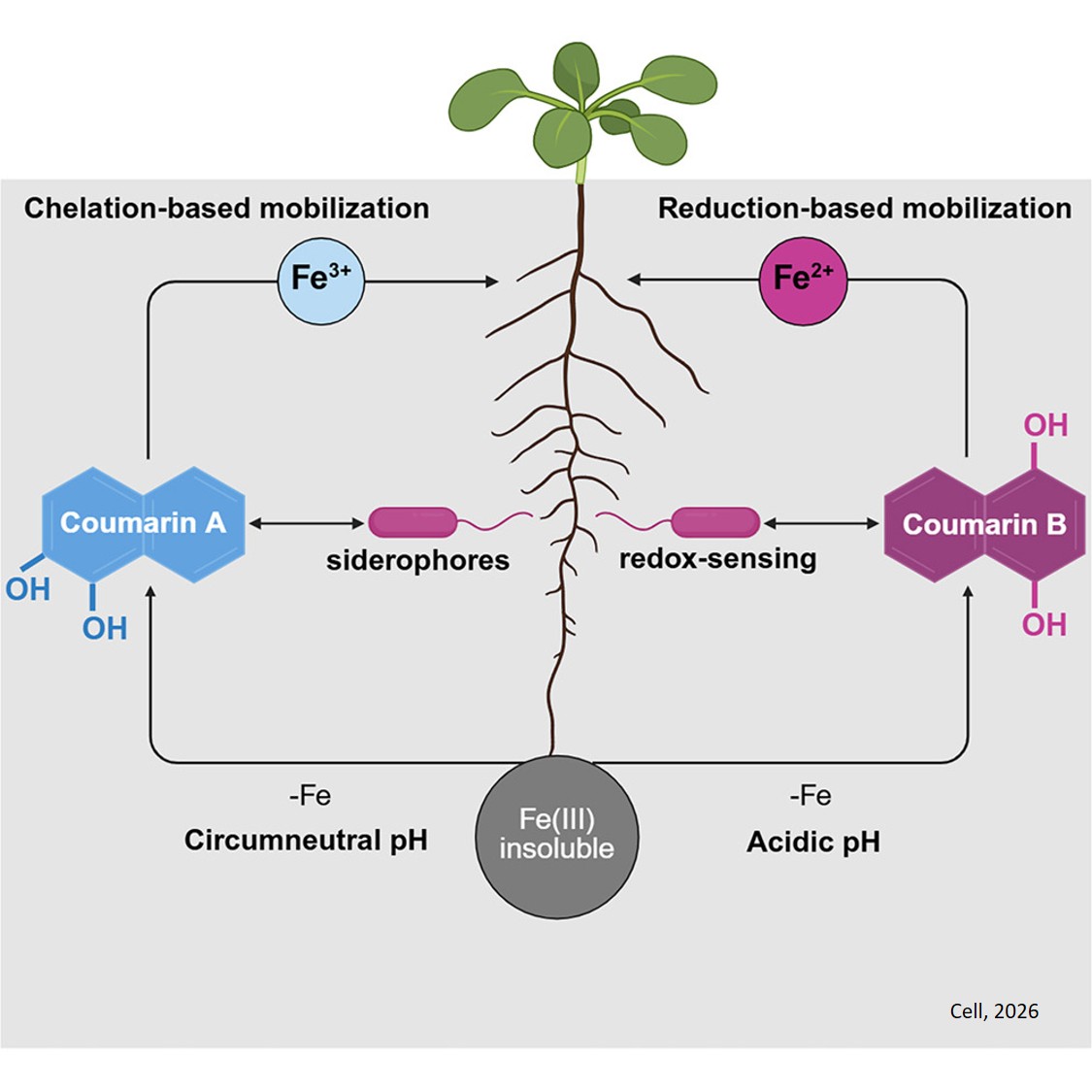 Arabidopsis uses distinct coumarins and bacterial pathways for pH-adaptive iron acquisition