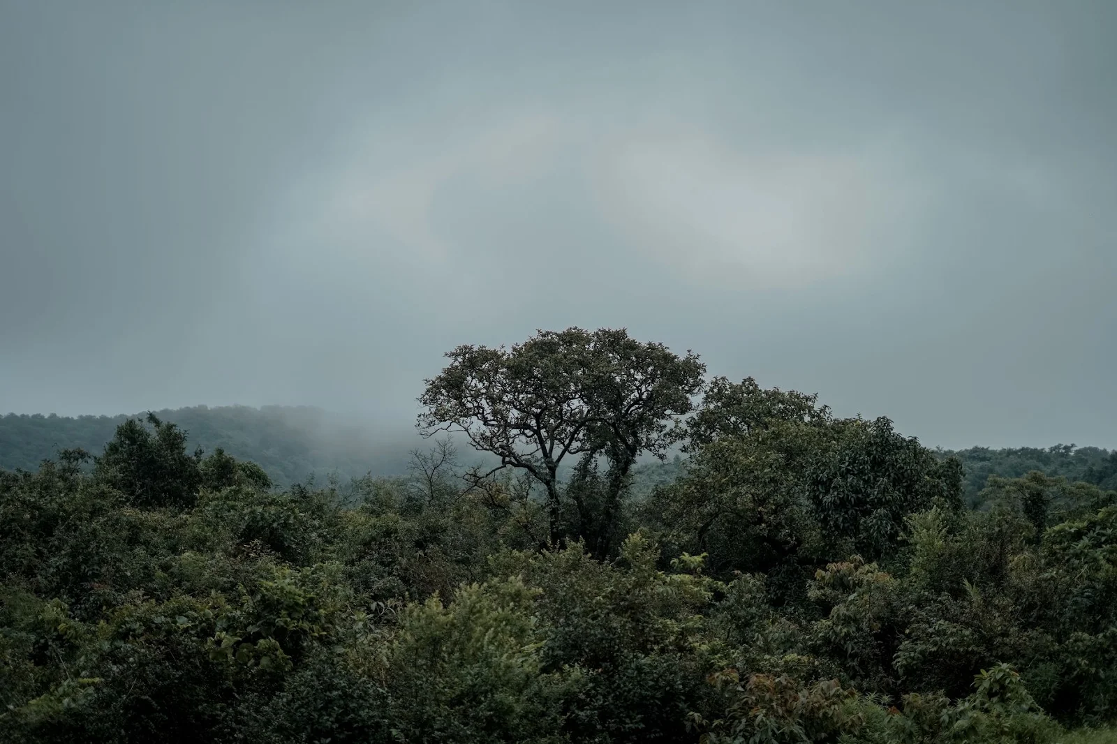 Nagzira Wildlife Sanctuary