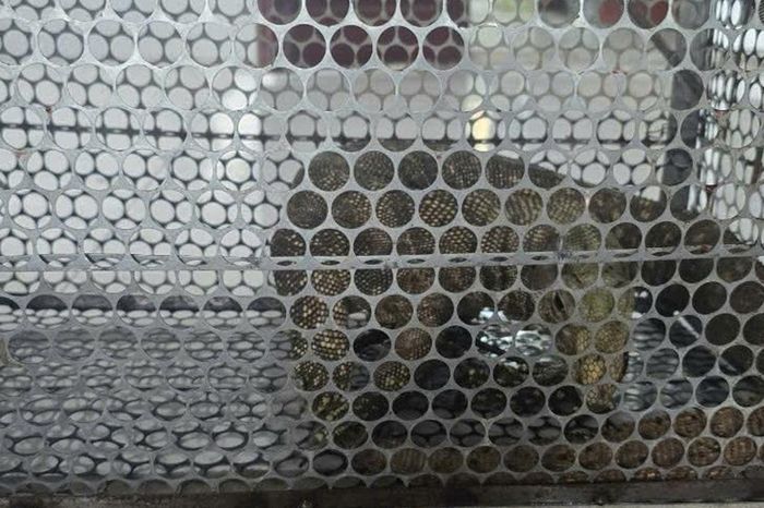 Phát hiện loài động vật quý hiếm, người đàn ông tự nguyện giao nộp cơ quan chức năng - Chuyên trang Gia Đình &amp; Xã Hội - Báo Sức khỏe &amp; Đời sống
