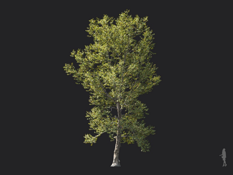 Maxtree - Plant Models Vol.124