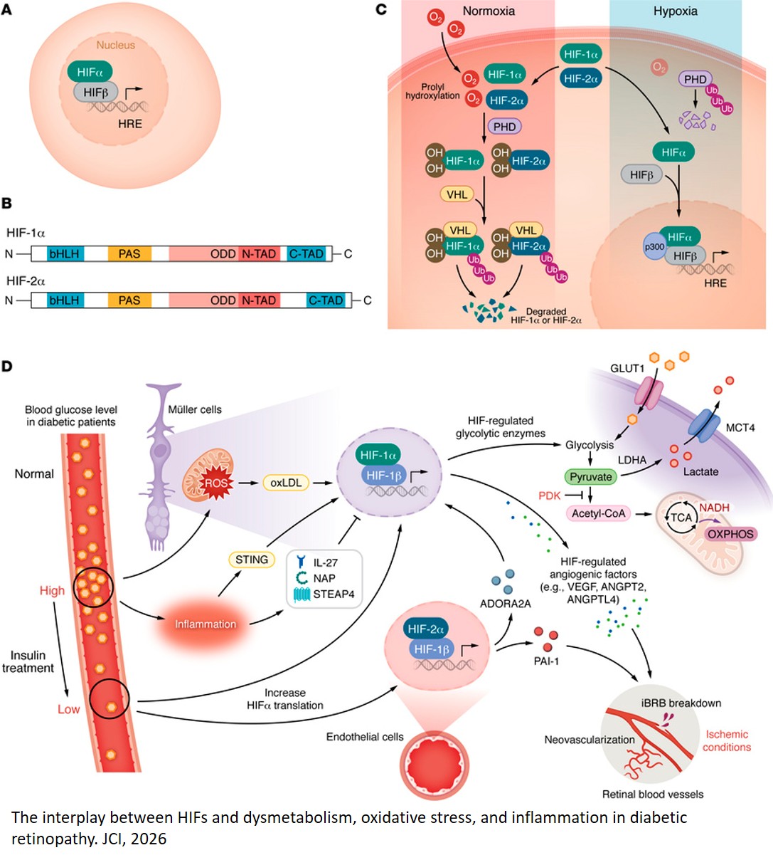Molecular stress and neurovascular injury in the diabetic retina