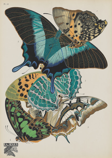 Papillons Pl13 1920