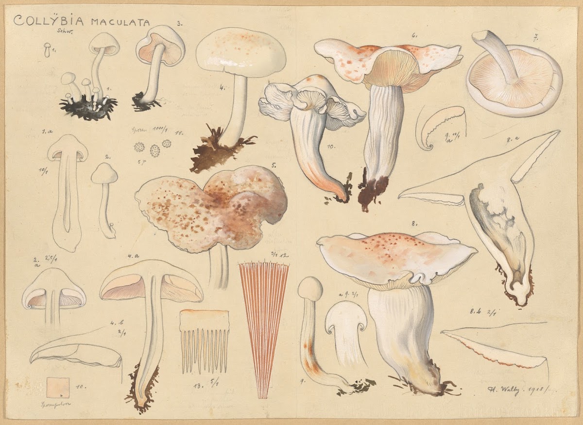 Collybia maculata Schw 1915 1945