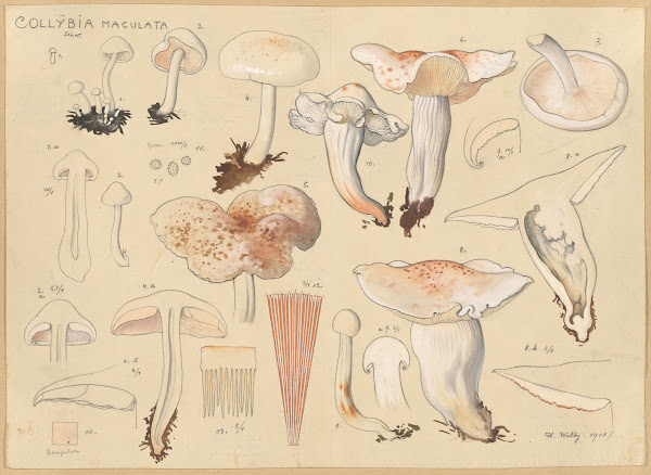 Collybia maculata Schw 1915 1945