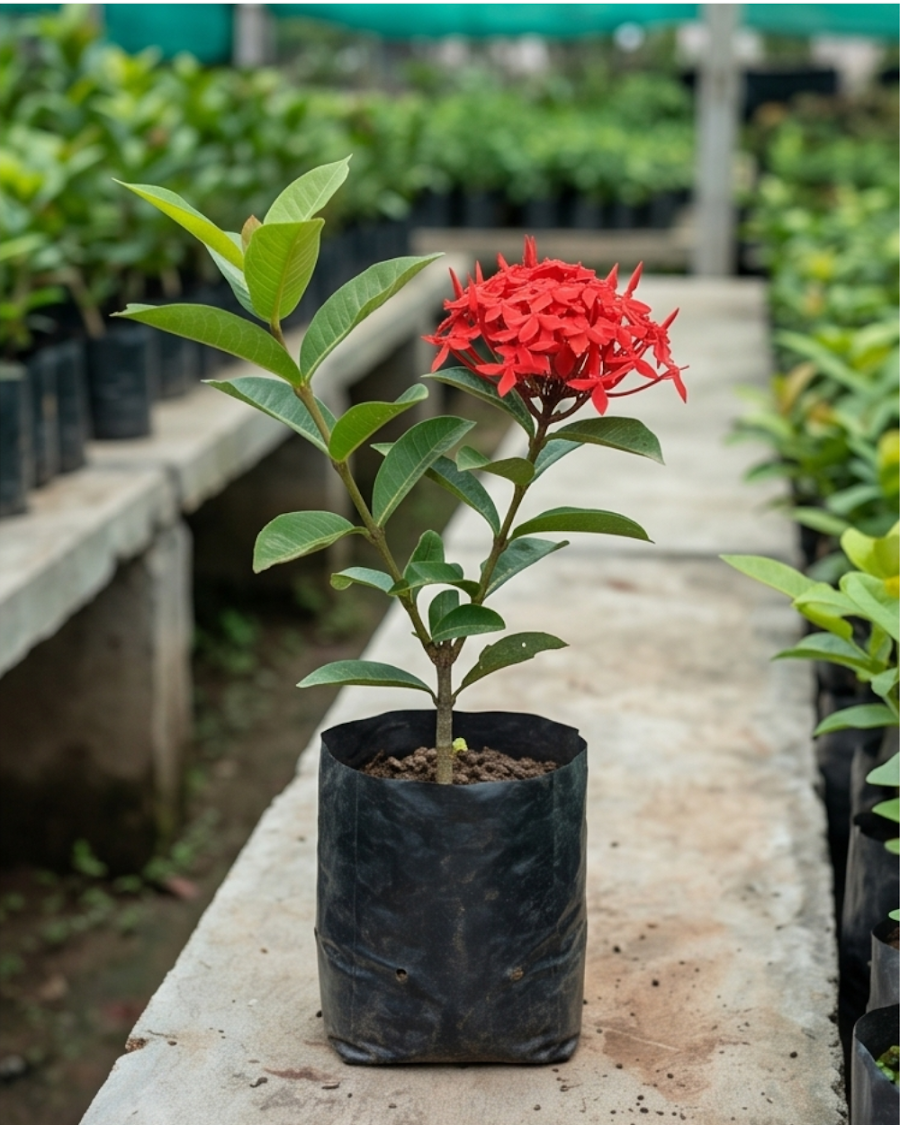 Ixora Red Plant — view 2