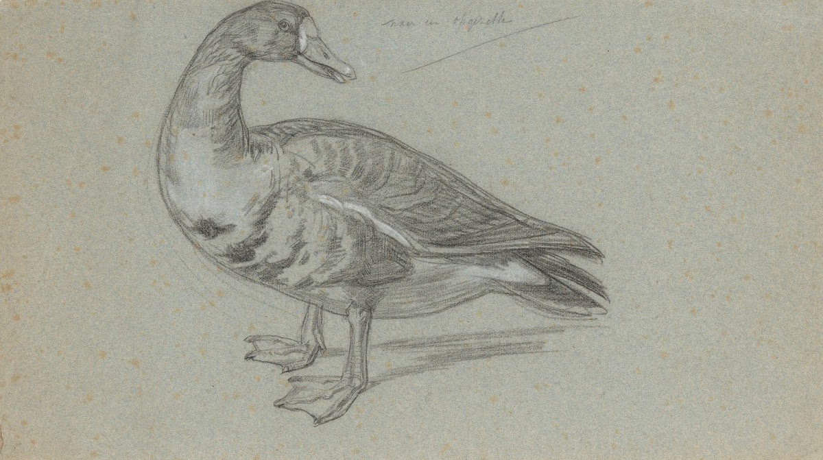 Schets van een opgezette eend 1848   1927